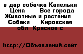 в дар собачка Капелька › Цена ­ 1 - Все города Животные и растения » Собаки   . Кировская обл.,Красное с.